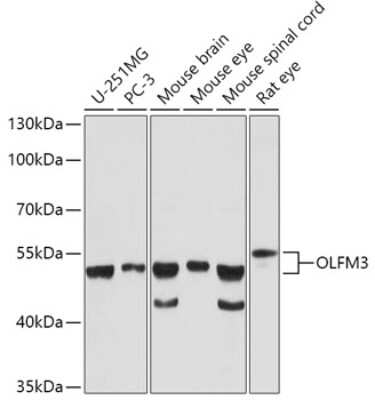 Western Blot OLFM-L3 Antibody - Azide and BSA Free